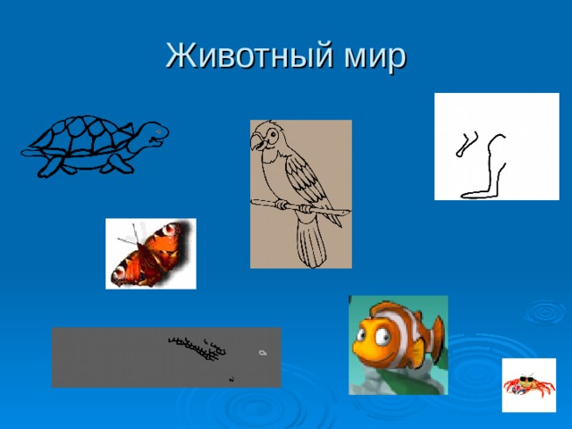 Животный мир Животный мир Австралии уникален: 9/10 видов животных не встречается больше нигде в мире. Здесь обитают такие животные, как кенгуру, утконосы, коала, плащеносные ящерицы. Вместе с тем разнообразие видов фауны в Австралии невелико: известно всего 235 видов млекопитающих, 720 птиц, 420 видов рептилий. Среди зверей преобладают сумчатые (около 125 видов). Из более высокоорганизованных млекопитающих (появившихся на континенте значительно позже сумчатых) много летучих мышей, мышевидных грызунов, водится собака динго.  
