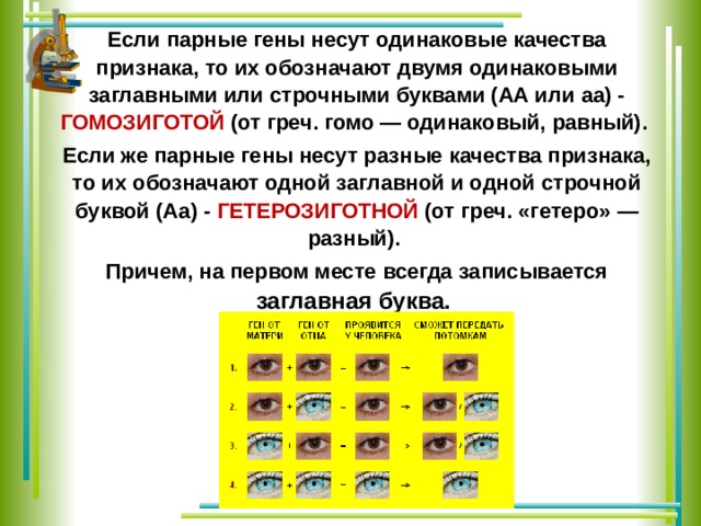 Ген пар. Парные гены. Почему генотип обозначается двумя буквами. Парные гены это гены. Как называются парные гены.