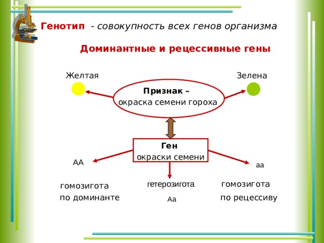 Совокупность всех генов организма. Доминантные гены гороха. Доминантные и рецессивные гены гороха. Горох ген а признак. У гороха гладкие семена доминантный признак морщинистые рецессивный.