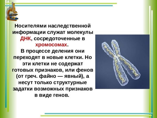 Наследственный материал хромосомы. Носителями наследственной информации являются. ДНК носитель наследственной информации.