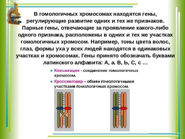 Признаки гомологичных хромосом. Парные гены отвечающие за формирование одного признака. Гомологические и гетерологические хромосомы. Гены в хромосомах располагаются. Гомологичные гены.