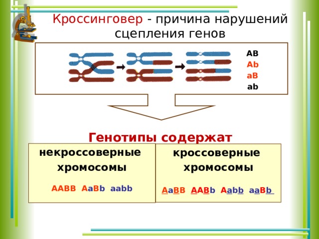 Кроссинговер егэ биология