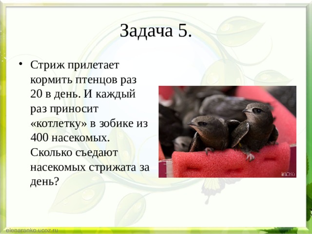 Задача 5. Стриж прилетает кормить птенцов раз 20 в день. И каждый раз приносит «котлетку» в зобике из 400 насекомых. Сколько съедают насекомых стрижата за день? 