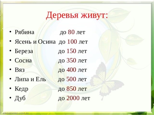 Деревья живут: Рябина   д о 80 лет Ясень и Осина д о 100 лет Береза   д о 150 лет Сосна   д о 350 лет Вяз   д о 400 лет Липа и Ель   д о 500 лет Кедр   д о 850 лет Дуб   д о 2000 лет 