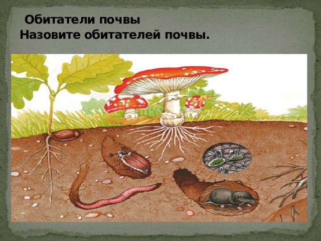 3 группа обитателей почвы составляет животные. Обитатели почвы обитатели почвы. Почвенная среда обитания. Подземные обитатели почвы для детей.