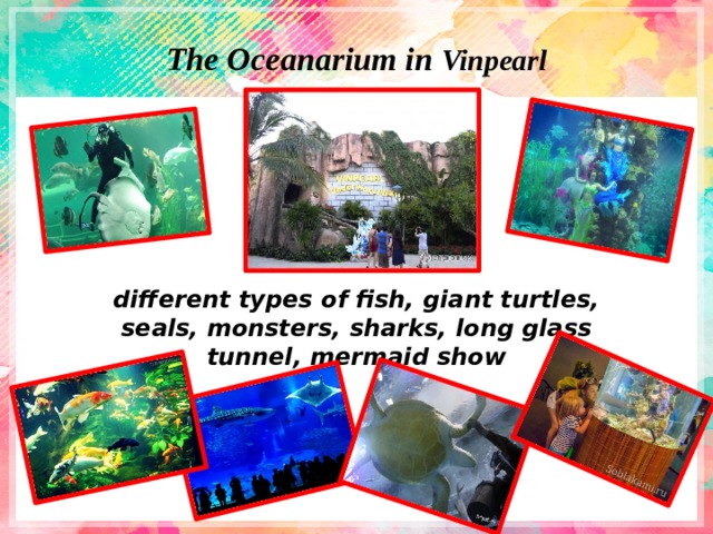 The Oceanarium in Vinpearl   different types of fish, giant turtles, seals, monsters, sharks, long glass tunnel, mermaid show 