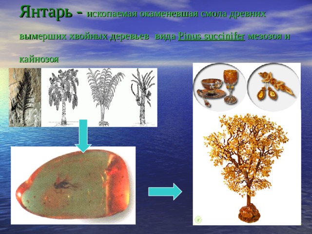 Янтарь - ископаемая окаменевшая смола древних вымерших хвойных деревьев  вида Pinus succinifer мезозоя и кайнозоя   