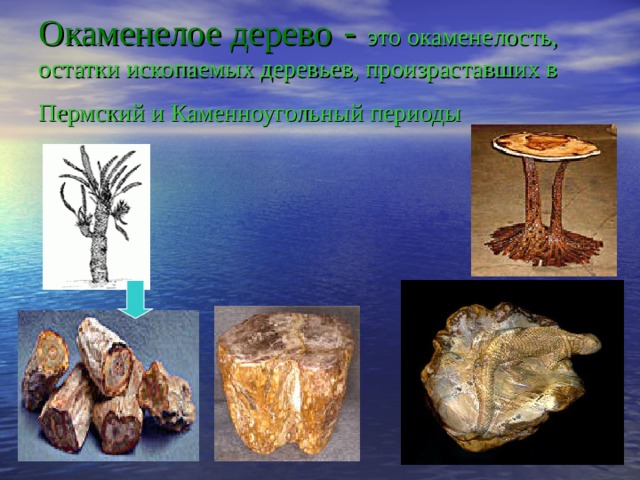 Окаменелое дерево - это окаменелость, остатки ископаемых деревьев, произраставших в Пермский и Каменноугольный периоды   