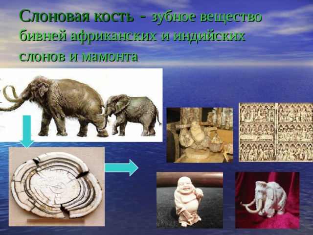 Слоновая кость - зубное вещество бивней африканских и индийских слонов и мамонта  