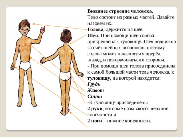 Тело состоит из туловища и ноги. Части тела человека которые относятся к внешнему строению. Тело внешнее строение голова шея. К внешнему строению тела человека, шея. Внешнее строение взрослого человека.