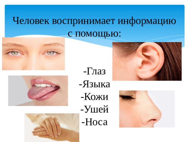 Человек воспринимает информацию с помощью:    -Глаз  -Языка  -Кожи  -Ушей  -Носа 