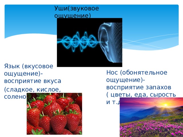Уши(звуковое ощущение) Язык (вкусовое ощущение)- восприятие вкуса (сладкое, кислое, соленое и т.д.) Нос (обонятельное ощущение)- восприятие запахов  ( цветы, еда, сырость и т.д.) 