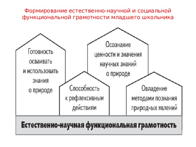 Научная функциональная грамотность. Социальная грамотность младших школьников. Естественно научная функциональная грамотность младшего школьника. Представления о функциональной грамотности. Развитие представления о функциональной грамотности по годам.