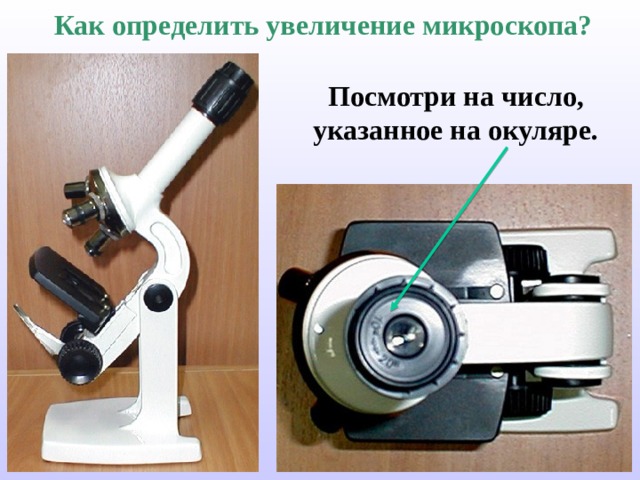 Как определить увеличение микроскопа? Посмотри на число, указанное на окуляре. 