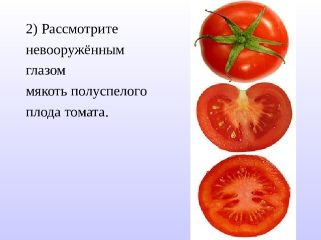 2) Рассмотрите невооружённым глазом мякоть полуспелого плода томата. 