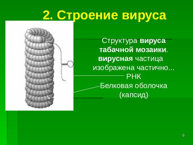Охарактеризуйте строение вируса на примере табачной мозаики