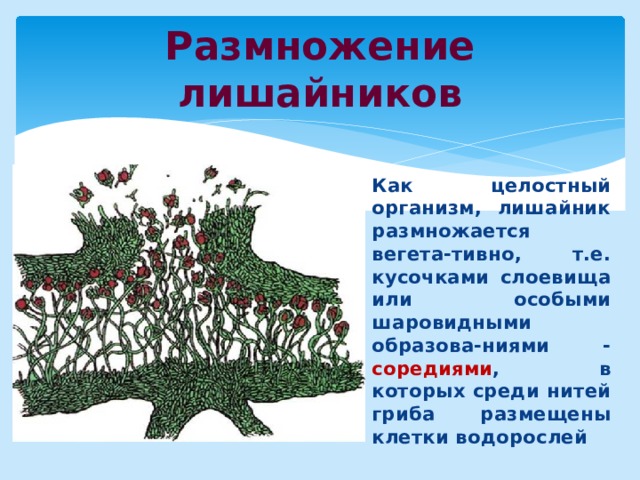 Размножение лишайников Как целостный организм, лишайник размножается вегета-тивно, т.е. кусочками слоевища или особыми шаровидными образова-ниями - соредиями , в которых среди нитей гриба размещены клетки водорослей 