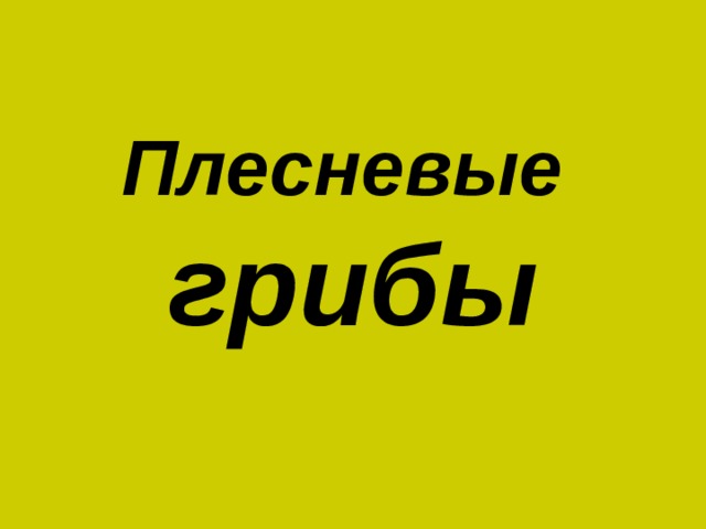Плесневые  грибы 