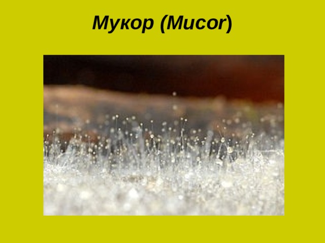  Мукор (Mucor )   