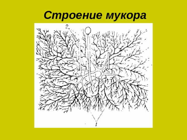 Строение мукора 