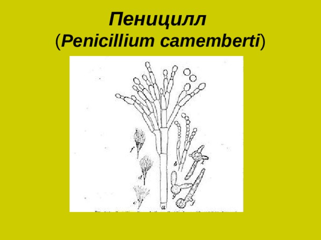 Рисунок пеницилла с обозначениями