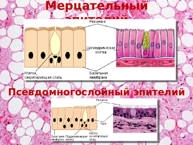 Мерцательный эпителий рисунок