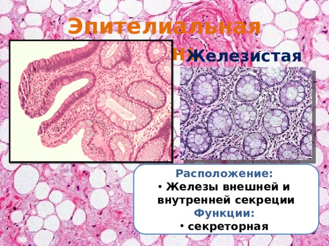 Железистая ткань что это. Железистая ткань расположение. Секреторная функция эпителиальной ткани. Железистая ткань человека.