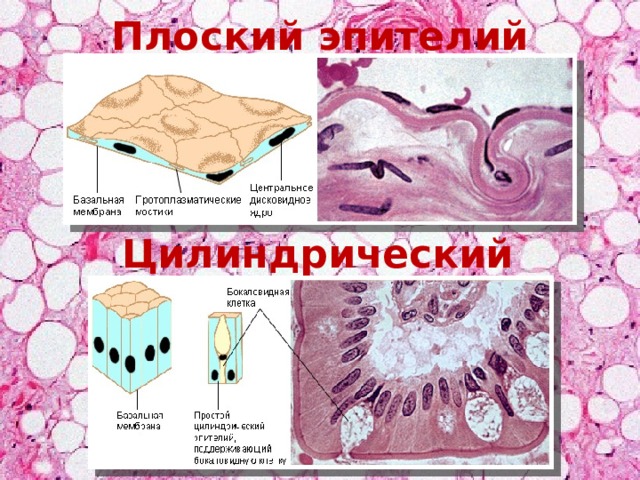 Цилиндрический эпителий в мокроте фото