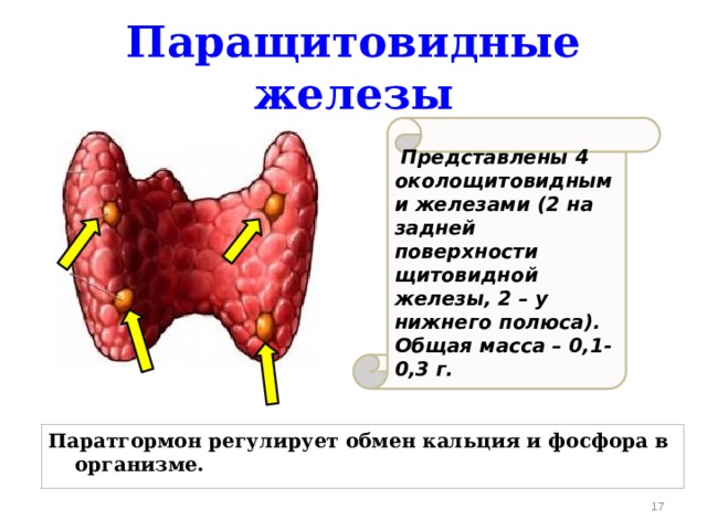 Паращитовидные железы  Представлены 4 околощитовидными железами (2 на задней поверхности щитовидной железы, 2 – у нижнего полюса). Общая масса – 0,1- 0,3 г. Паратгормон регулирует обмен кальция и фосфора в организме.  