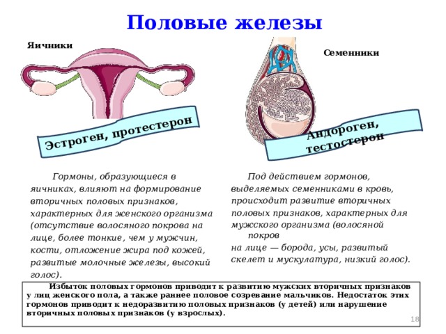 Эстроген, протестерон Андороген, тестостерон Половые железы Яичники Семенники  Гормоны, образующиеся в  Под действием гормонов, яичниках, влияют на формирование выделяемых семенниками в кровь, происходит развитие вторичных вторичных половых признаков, характерных для женского организма половых признаков, характерных для мужского организма (волосяной покров (отсутствие волосяного покрова на на лице — борода, усы, развитый лице, более тонкие, чем у мужчин, кости, отложение жира под кожей, скелет и мускулатура, низкий голос). развитые молочные железы, высокий голос).  Избыток половых гормонов приводит к развитию мужских вторичных признаков у лиц женского пола, а также раннее половое созревание мальчиков. Недостаток этих гормонов приводит к недоразвитию половых признаков (у детей) или нарушение вторичных половых признаков (у взрослых).     