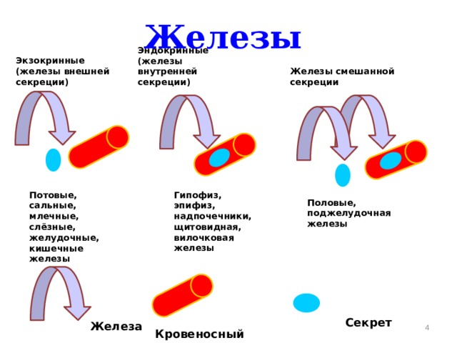 Железы Железы смешанной секреции Эндокринные (железы внутренней секреции) Экзокринные (железы внешней секреции)  Гипофиз, эпифиз, надпочечники, щитовидная, вилочковая железы  Потовые, сальные, млечные, слёзные, желудочные, кишечные железы  Половые, поджелудочная железы  Секрет  Железа   Кровеносный сосуд 