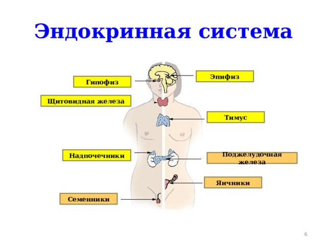Эндокринная система Эпифиз Гипофиз Щитовидная железа Тимус Надпочечники Поджелудочная железа Яичники Семенники   