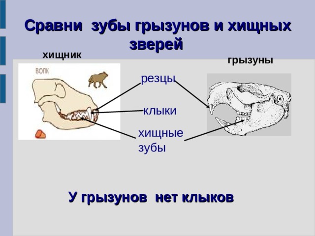 Какую особенность имеют резцы у грызунов