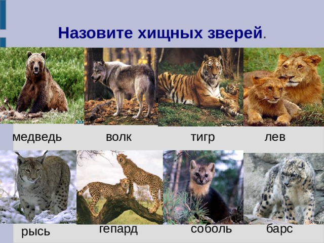 Тигр волк лиса. Тигр Лев и волк. Волк тигр медведь. Волк, медведь, тигр, Лев, Рысь.. Хищные звери. Лев. Тигр. Рысь..