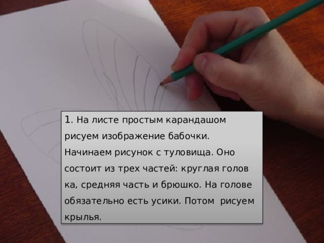 1 . На листе простым карандашом рисуем изображение бабочки.  Начинаем рисунок с туловища. Оно состоит из трех частей: круглая голов­ка, средняя часть и брюшко. На голове обязательно есть усики. Потом  рисуем крылья. 
