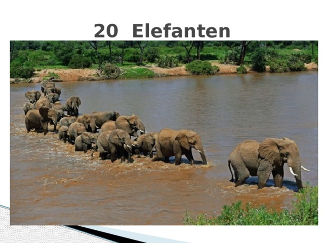 20 Elefanten 