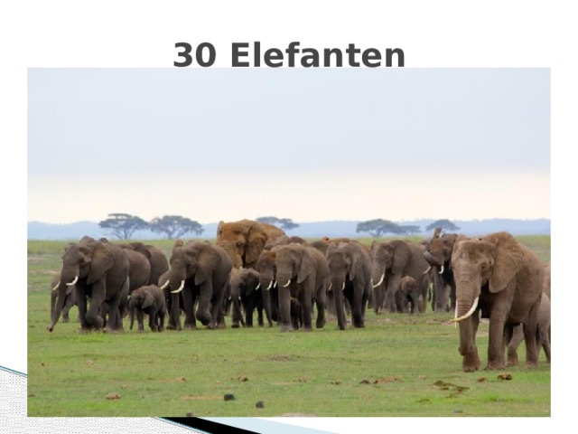 30 Elefanten 