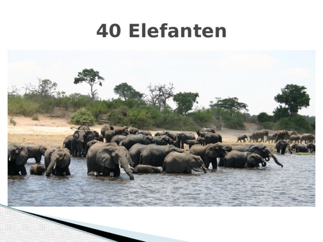 40 Elefanten 