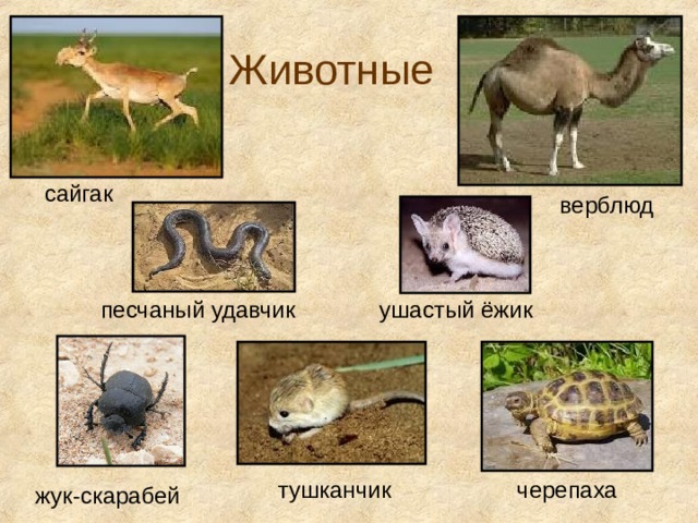 "Жители пустыни". Проекты учащихся по теме "Приспособительные формы организмов",