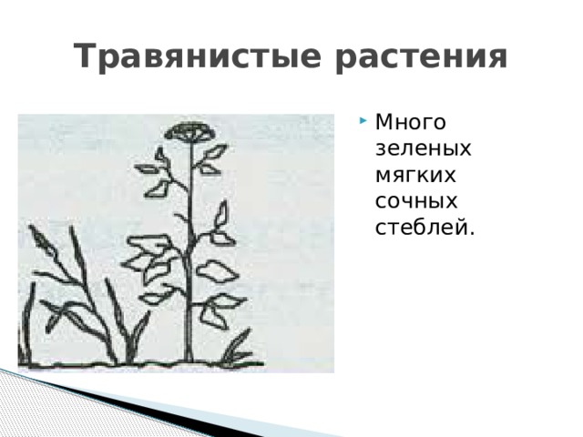 Эти растения имеют сочные стебли. Эти растения имеют мягкие сочные стебли. Мягкие сочные стебли у какого растения. У кого мягкие сочные стебли. О каком цветке говорит речь мягкие сочные стебли.