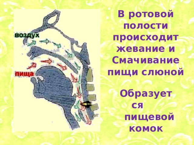 В ротовой полости происходит