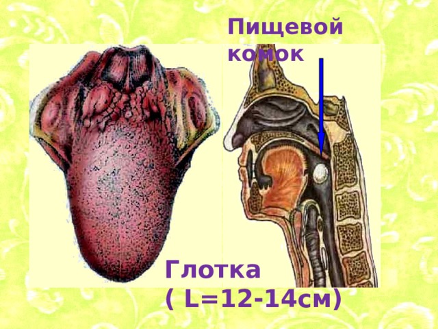 Пищевой комок Глотка ( L=12-14см) 