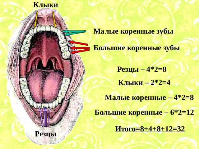 Клыки Малые коренные зубы Большие коренные зубы Резцы – 4*2=8 Клыки – 2*2=4 Малые коренные – 4*2=8 Большие коренные – 6*2=12 Итого=8+4+8+12=32 Резцы  