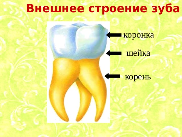 Внешнее строение зуба коронка шейка корень 