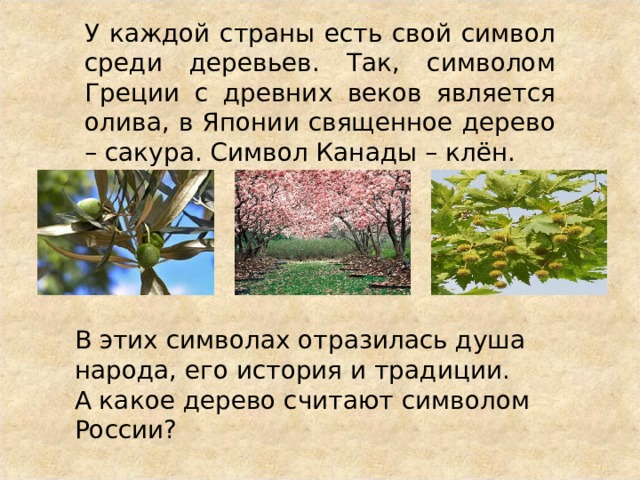 У каждой страны есть свой символ среди деревьев. Так, символом Греции с древних веков является олива, в Японии священное дерево – сакура. Символ Канады – клён. В этих символах отразилась душа народа, его история и традиции. А какое дерево считают символом России? 