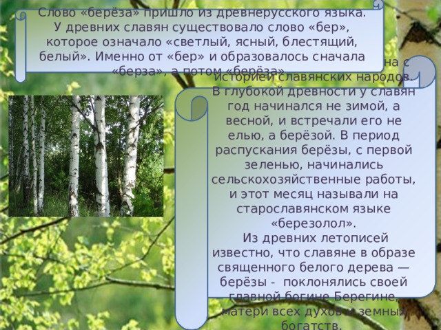 Красавицей русских лесов называют люди берёзу. Стройная, с тонкими, длинными ветвями и раскидистой кроной, она привлекательна во все времена года. 