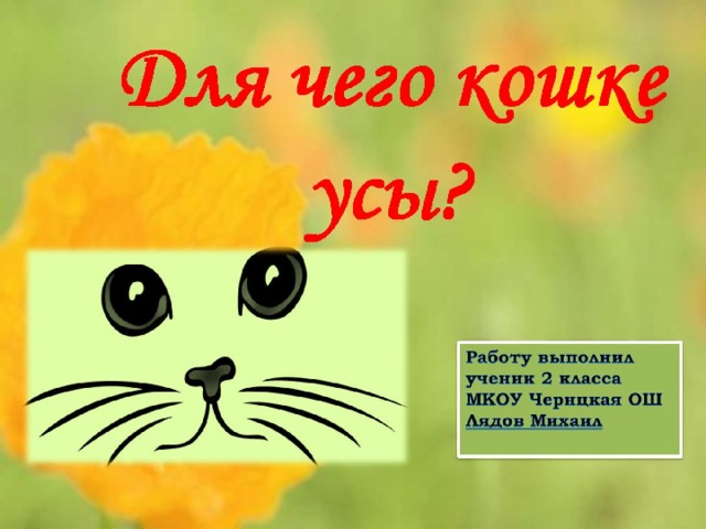 Стричь усы коту. Для чего коту нужны усы. Для чего кошкам усы для детей. Кошачьи усы для чего собирают. Зачем коту усы проект для дошкольников.