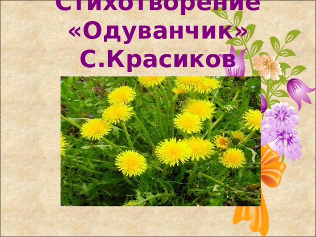 Стихотворение «Одуванчик» С.Красиков