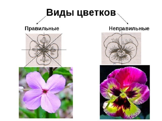 Схема правильного цветка