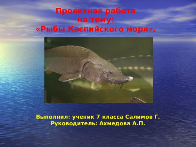 Проектная работа на тему: «Рыбы Каспийского моря».   Выполнил: ученик 7 класса Салимов Г. Руководитель: Ахмедова А.П. 